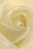 This evocative close-up transports you right into the heart of a cream-white rose, as if you are enfolded by its petals' gentle warmth. Their spiring formation, so soft and inviting, seems dusted with dawn's early light-much like the quiet stillness found walking through Sutton's peaceful neighborhoods or beside the ponds in Beddington Park. The interplay of cool ivory and gentle shadows draws the eye inward, suggesting both tranquility and a touch of drama. As a Sutton florist, I recognize in this bloom the universal language of care, respect, and hope-a rose ideal for commemorating cherished memories or celebrating fresh beginnings. Imagining the silky texture under one's fingertips, and the subtle sweetness of its unseen fragrance, only deepens the sense of intimate artistry. Every detail in the photograph, from the flawless spiral at its core to the precise arrangement of each petal, reflects a loving attention unique to our local craft. This single rose, beautifully arranged for delivery across Sutton, embodies both emotional connection and the enduring beauty that thoughtful flowers bring to life's pivotal moments.